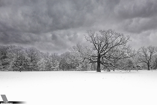 Arboretum Snow